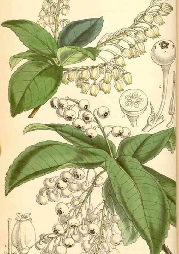 Reproducción/Reproduction 34429685394: Curtis's botanical magazine.. London ; New York [etc.] :Academic Press [etc.]