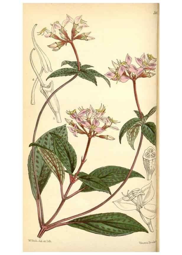 Reproducción/Reproduction 34429688404: Curtis's botanical magazine.. London ; New York [etc.] :Academic Press [etc.]