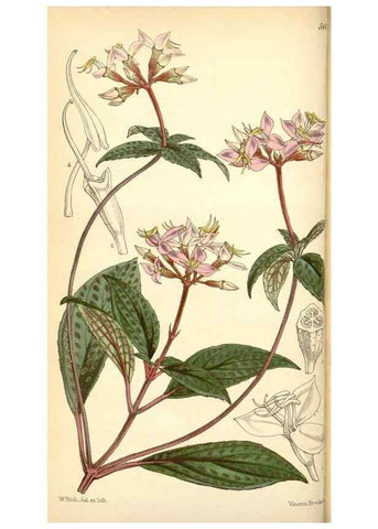 Reproducción/Reproduction 34429688404: Curtis's botanical magazine.. London ; New York [etc.] :Academic Press [etc.]