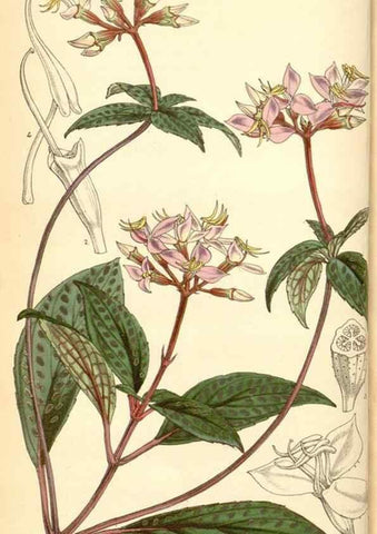Reproducción/Reproduction 34429688404: Curtis's botanical magazine.. London ; New York [etc.] :Academic Press [etc.]
