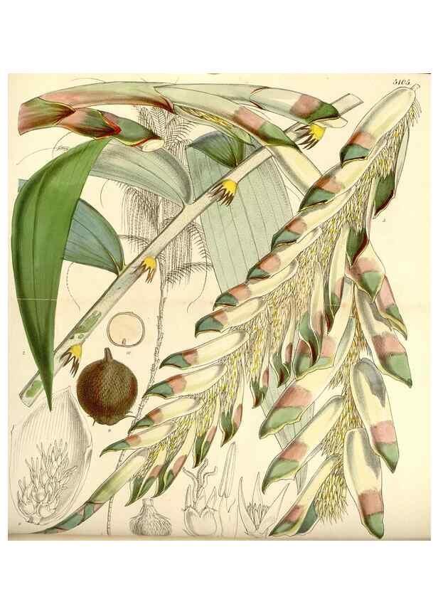 Reproducción/Reproduction 34429691064: Curtis's botanical magazine.. London ; New York [etc.] :Academic Press [etc.]