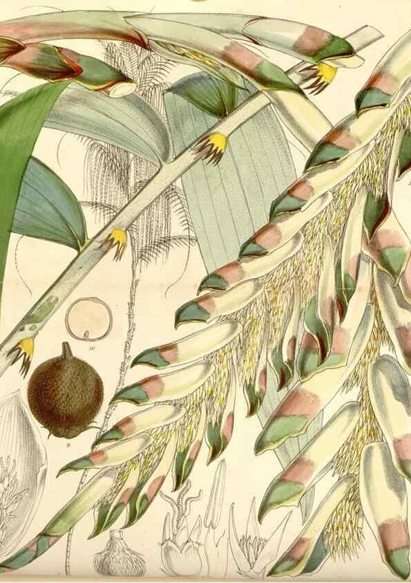 Reproducción/Reproduction 34429691064: Curtis's botanical magazine.. London ; New York [etc.] :Academic Press [etc.]