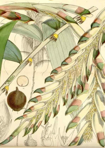 Reproducción/Reproduction 34429691064: Curtis's botanical magazine.. London ; New York [etc.] :Academic Press [etc.]