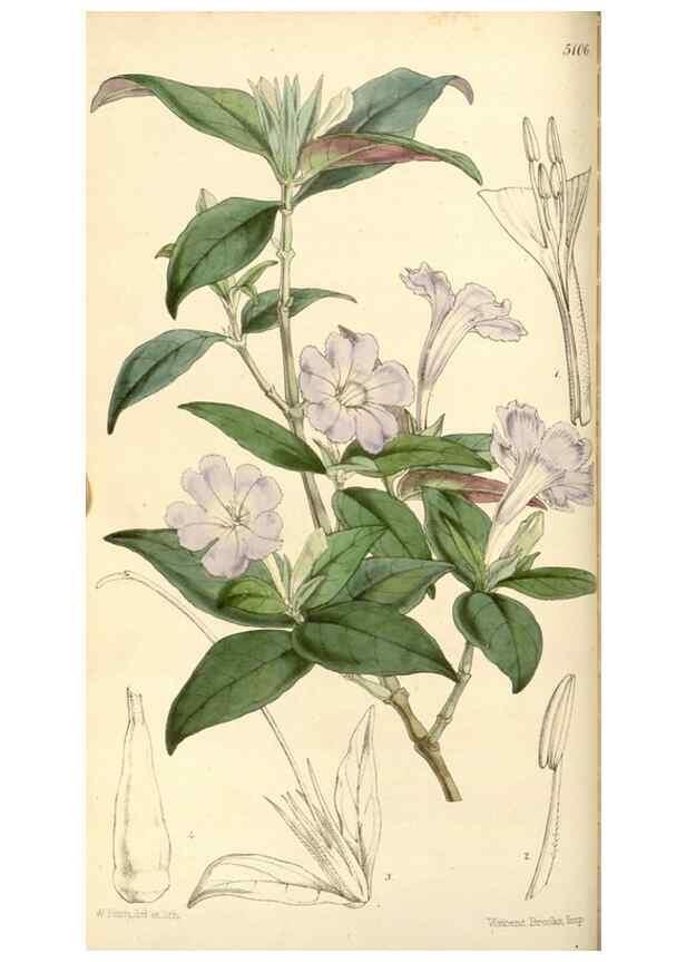 Reproducción/Reproduction 34463948053: Curtis's botanical magazine.. London ; New York [etc.] :Academic Press [etc.]