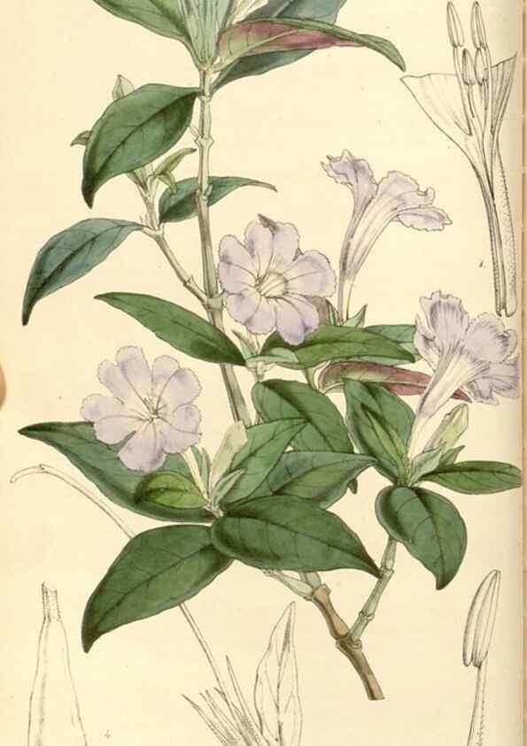 Reproducción/Reproduction 34463948053: Curtis's botanical magazine.. London ; New York [etc.] :Academic Press [etc.]