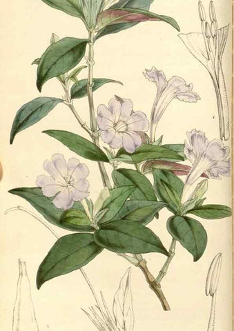 Reproducción/Reproduction 34463948053: Curtis's botanical magazine.. London ; New York [etc.] :Academic Press [etc.]