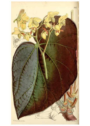 Reproducción/Reproduction 34463950873: Curtis's botanical magazine.. London ; New York [etc.] :Academic Press [etc.]
