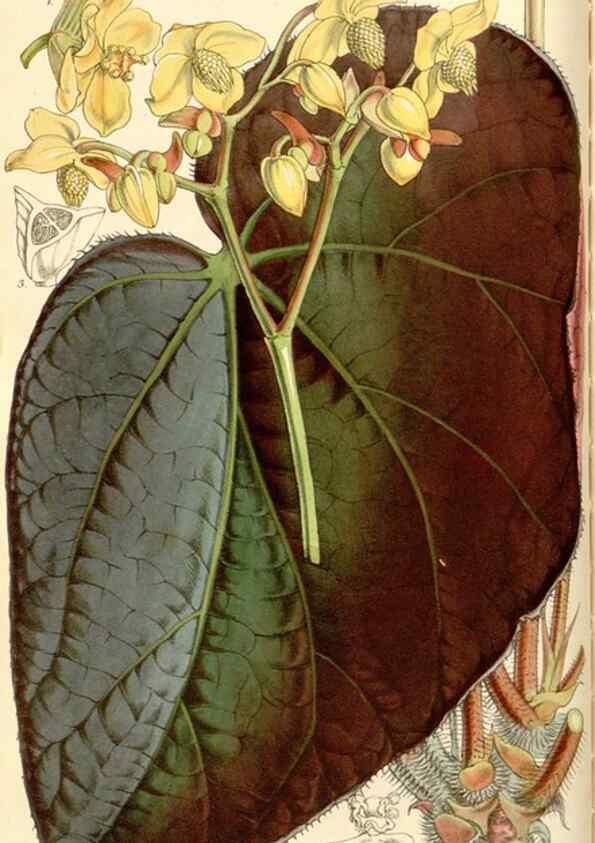 Reproducción/Reproduction 34463950873: Curtis's botanical magazine.. London ; New York [etc.] :Academic Press [etc.]