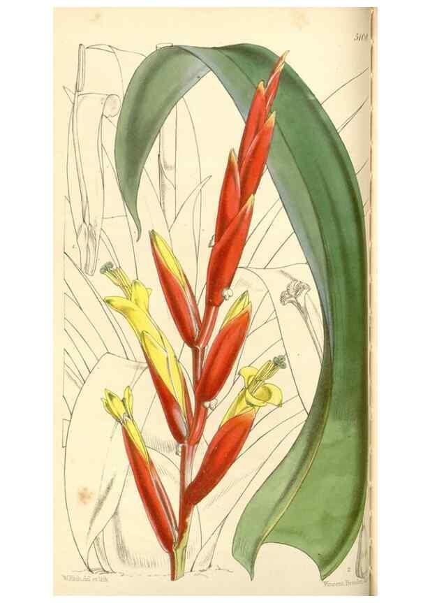 Reproducción/Reproduction 34463953553: Curtis's botanical magazine.. London ; New York [etc.] :Academic Press [etc.]