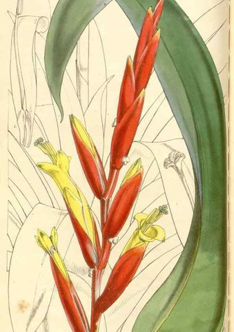 Reproducción/Reproduction 34463953553: Curtis's botanical magazine.. London ; New York [etc.] :Academic Press [etc.]