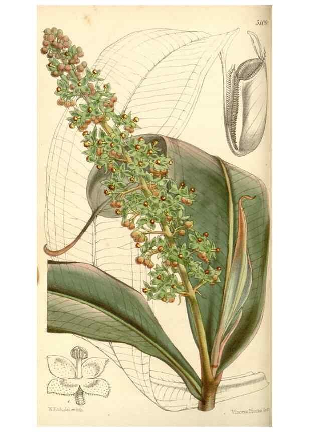 Reproducción/Reproduction 34463956273: Curtis's botanical magazine.. London ; New York [etc.] :Academic Press [etc.]
