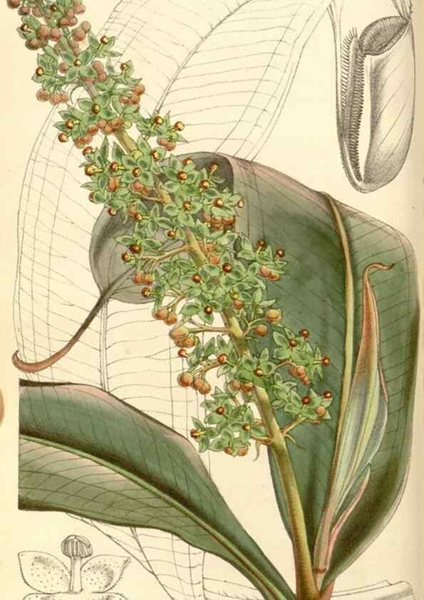 Reproducción/Reproduction 34463956273: Curtis's botanical magazine.. London ; New York [etc.] :Academic Press [etc.]