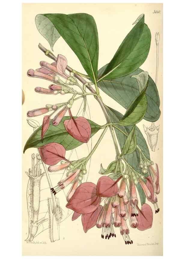 Reproducción/Reproduction 34463958853: Curtis's botanical magazine.. London ; New York [etc.] :Academic Press [etc.]