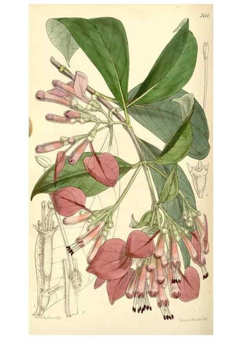 Reproducción/Reproduction 34463958853: Curtis's botanical magazine.. London ; New York [etc.] :Academic Press [etc.]