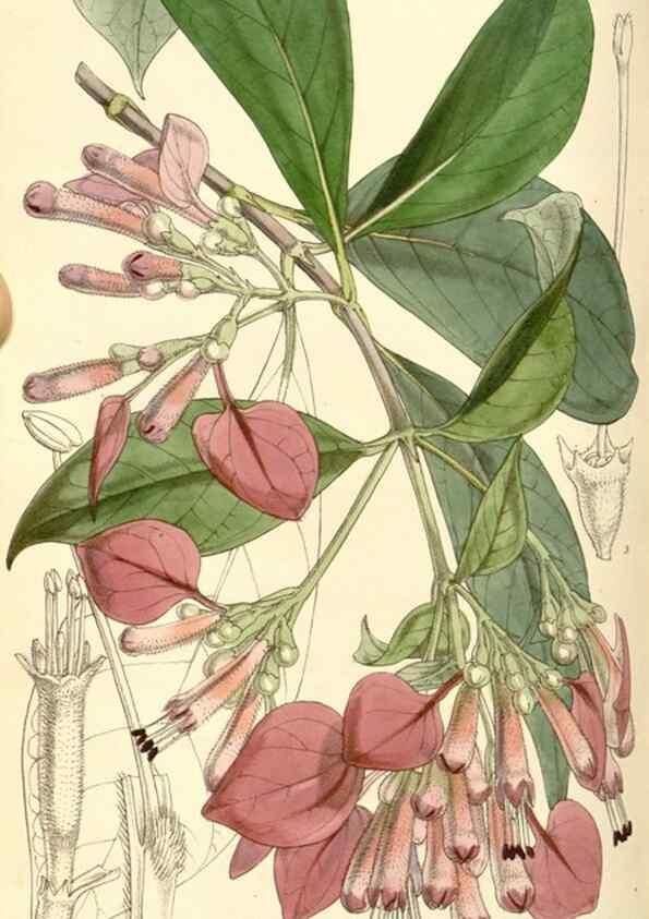 Reproducción/Reproduction 34463958853: Curtis's botanical magazine.. London ; New York [etc.] :Academic Press [etc.]