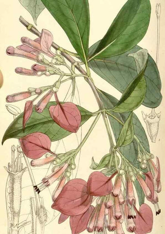 Reproducción/Reproduction 34463958853: Curtis's botanical magazine.. London ; New York [etc.] :Academic Press [etc.]