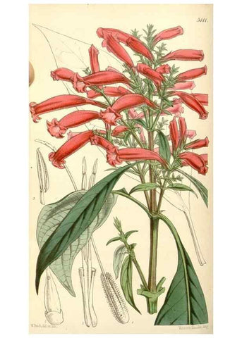 Reproducción/Reproduction 34463962193: Curtis's botanical magazine.. London ; New York [etc.] :Academic Press [etc.]
