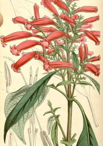 Reproducción/Reproduction 34463962193: Curtis's botanical magazine.. London ; New York [etc.] :Academic Press [etc.]