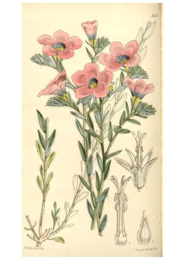 Reproducción/Reproduction 34463964663: Curtis's botanical magazine.. London ; New York [etc.] :Academic Press [etc.]