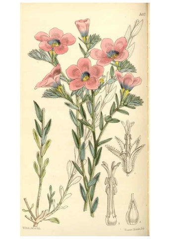 Reproducción/Reproduction 34463964663: Curtis's botanical magazine.. London ; New York [etc.] :Academic Press [etc.]