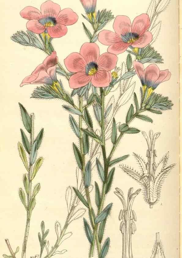 Reproducción/Reproduction 34463964663: Curtis's botanical magazine.. London ; New York [etc.] :Academic Press [etc.]