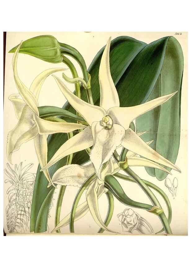 Reproducción/Reproduction 34429704834: Curtis's botanical magazine.. London ; New York [etc.] :Academic Press [etc.]