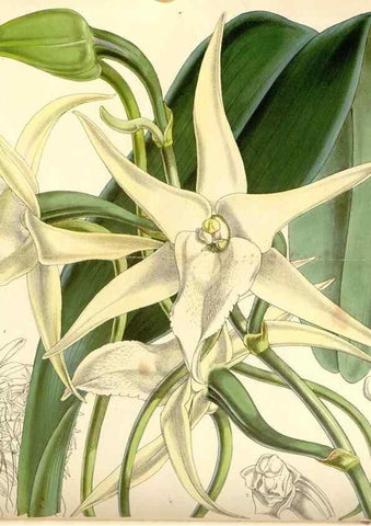 Reproducción/Reproduction 34429704834: Curtis's botanical magazine.. London ; New York [etc.] :Academic Press [etc.]