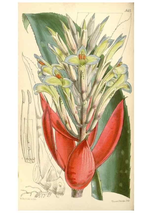 Reproducción/Reproduction 35273719755: Curtis's botanical magazine.. London ; New York [etc.] :Academic Press [etc.]