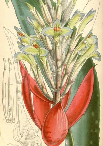 Reproducción/Reproduction 35273719755: Curtis's botanical magazine.. London ; New York [etc.] :Academic Press [etc.]