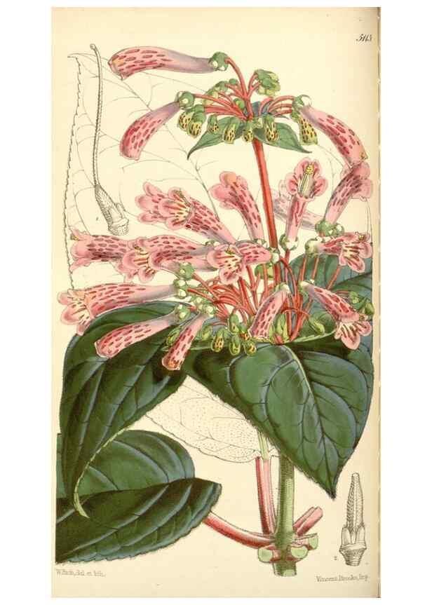 Reproducción/Reproduction 35273721475: Curtis's botanical magazine.. London ; New York [etc.] :Academic Press [etc.]