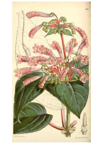 Reproducción/Reproduction 35273721475: Curtis's botanical magazine.. London ; New York [etc.] :Academic Press [etc.]
