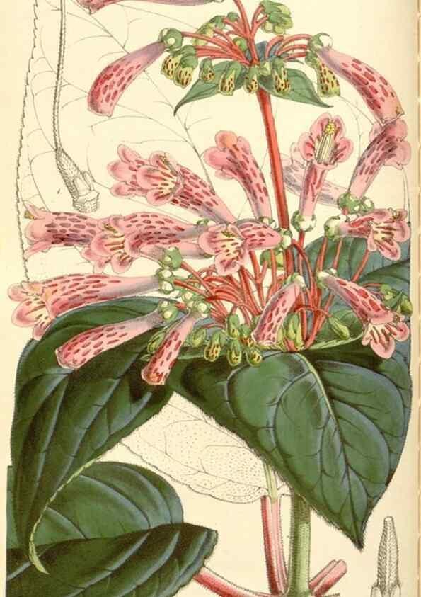 Reproducción/Reproduction 35273721475: Curtis's botanical magazine.. London ; New York [etc.] :Academic Press [etc.]