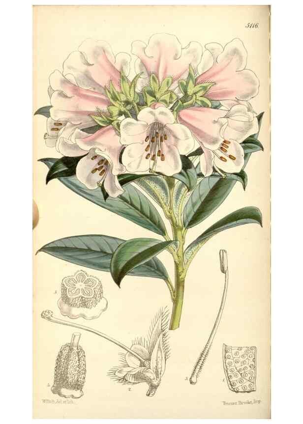 Reproducción/Reproduction 35273723205: Curtis's botanical magazine.. London ; New York [etc.] :Academic Press [etc.]