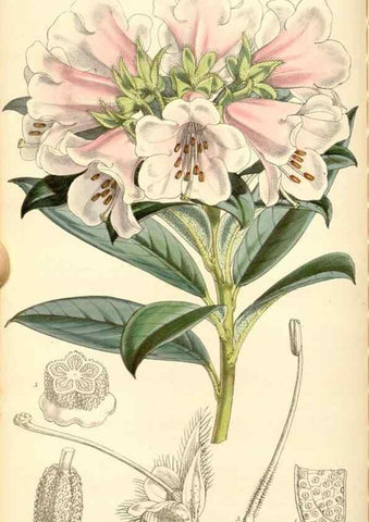 Reproducción/Reproduction 35273723205: Curtis's botanical magazine.. London ; New York [etc.] :Academic Press [etc.]