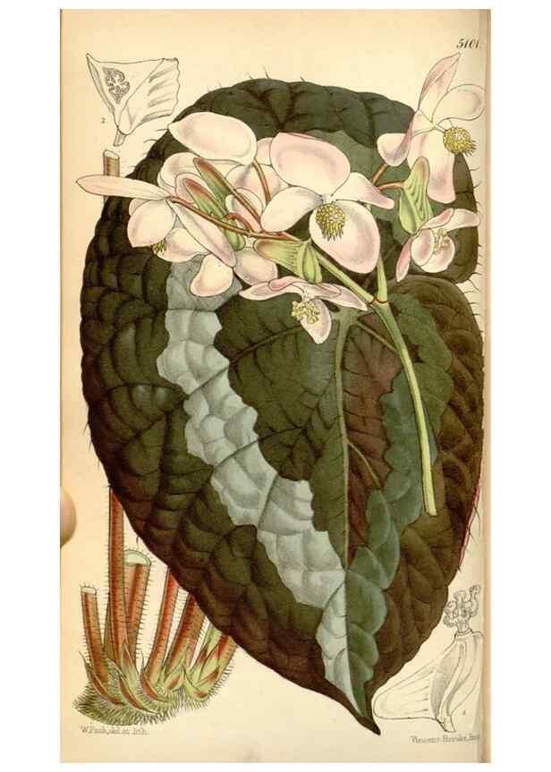 Reproducción/Reproduction 34429678014: Curtis's botanical magazine.. London ; New York [etc.] :Academic Press [etc.]