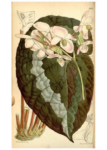 Reproducción/Reproduction 34429678014: Curtis's botanical magazine.. London ; New York [etc.] :Academic Press [etc.]