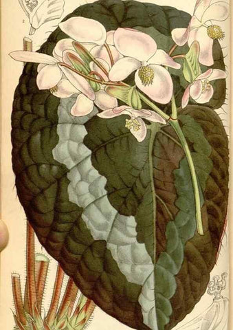 Reproducción/Reproduction 34429678014: Curtis's botanical magazine.. London ; New York [etc.] :Academic Press [etc.]