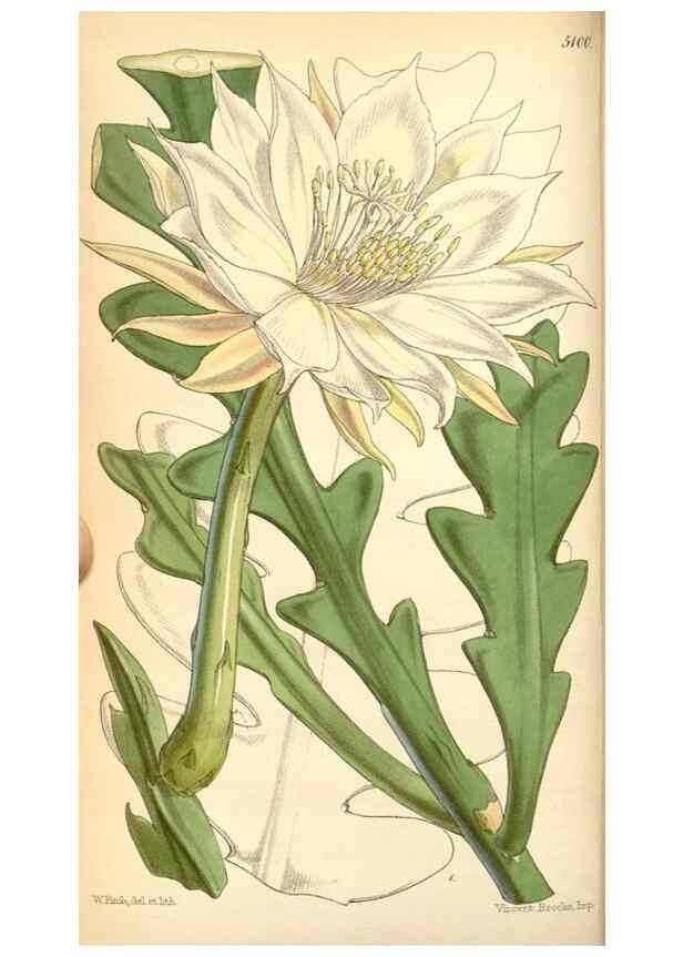 Reproducción/Reproduction 34429674814: Curtis's botanical magazine.. London ; New York [etc.] :Academic Press [etc.]