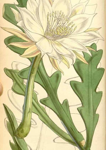 Reproducción/Reproduction 34429674814: Curtis's botanical magazine.. London ; New York [etc.] :Academic Press [etc.]