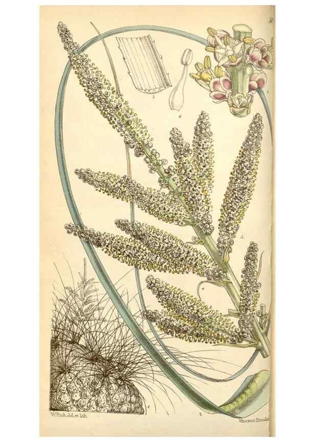 Reproducción/Reproduction 35107051592: Curtis's botanical magazine.. London ; New York [etc.] :Academic Press [etc.]