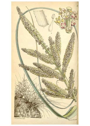 Reproducción/Reproduction 35107051592: Curtis's botanical magazine.. London ; New York [etc.] :Academic Press [etc.]