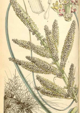Reproducción/Reproduction 35107051592: Curtis's botanical magazine.. London ; New York [etc.] :Academic Press [etc.]