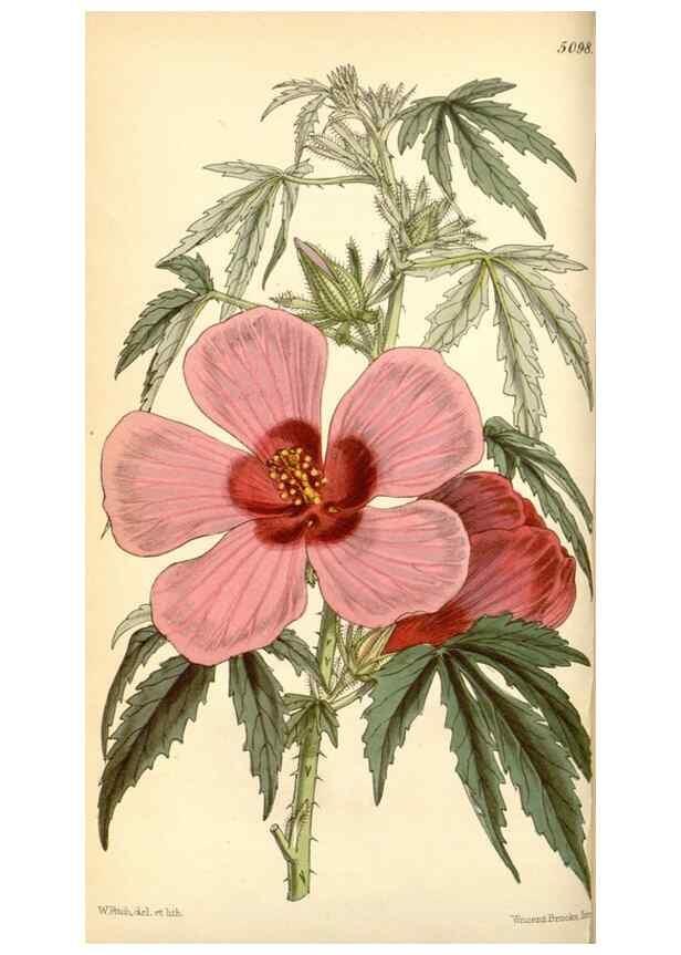 Reproducción/Reproduction 35107048472: Curtis's botanical magazine.. London ; New York [etc.] :Academic Press [etc.]