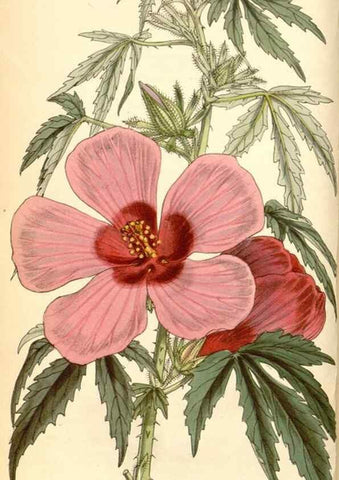 Reproducción/Reproduction 35107048472: Curtis's botanical magazine.. London ; New York [etc.] :Academic Press [etc.]