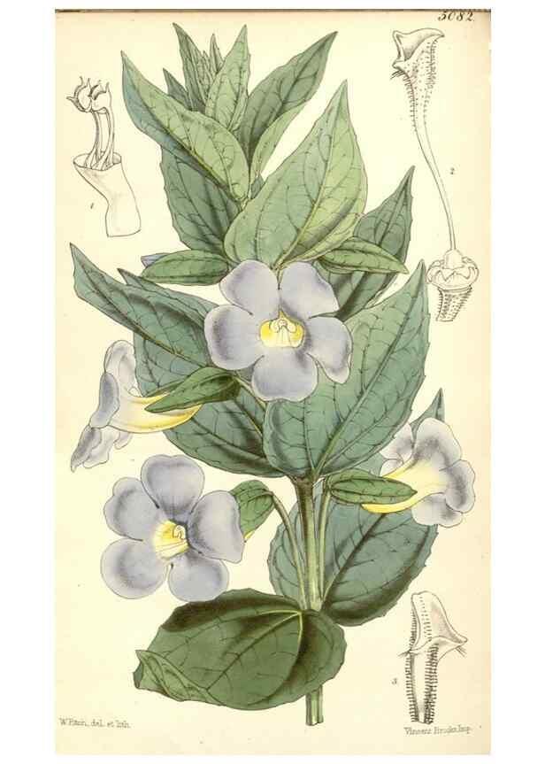 Reproducción/Reproduction 35106891392: Curtis's botanical magazine.. London ; New York [etc.] :Academic Press [etc.]