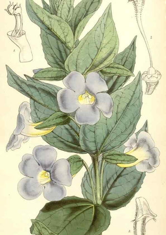 Reproducción/Reproduction 35106891392: Curtis's botanical magazine.. London ; New York [etc.] :Academic Press [etc.]