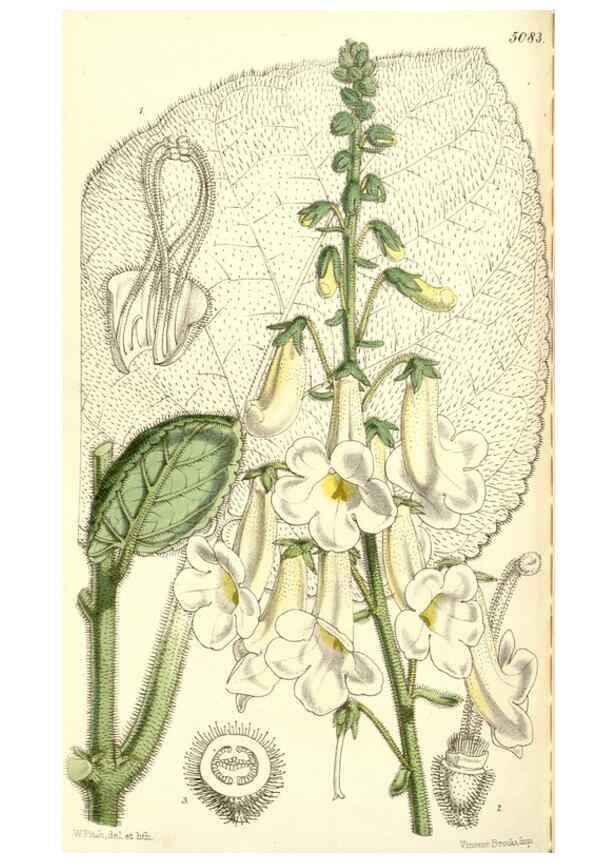 Reproducción/Reproduction 35233024136: Curtis's botanical magazine.. London ; New York [etc.] :Academic Press [etc.]