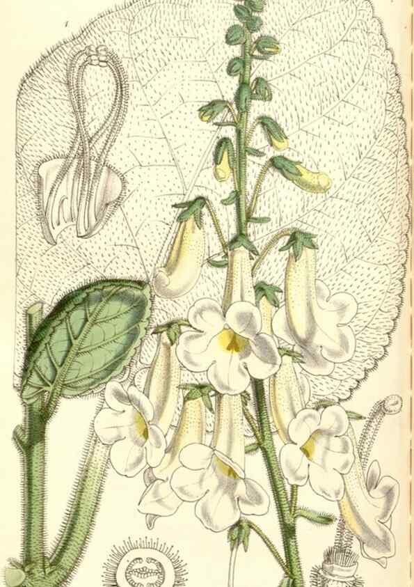 Reproducción/Reproduction 35233024136: Curtis's botanical magazine.. London ; New York [etc.] :Academic Press [etc.]