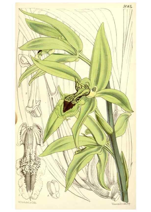 Reproducción/Reproduction 35233025716: Curtis's botanical magazine.. London ; New York [etc.] :Academic Press [etc.]