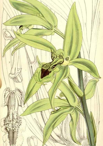 Reproducción/Reproduction 35233025716: Curtis's botanical magazine.. London ; New York [etc.] :Academic Press [etc.]